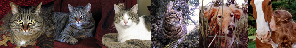 AboutUs_composite Team Tess: Tess, Joe, Annie, Catboy, Becky, and Pam