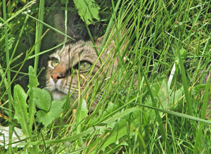 Joey contemplating Reiki while tucked away in the grass.