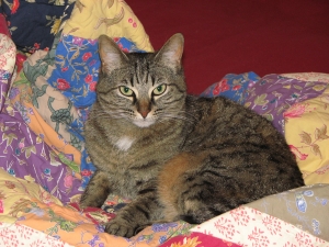 TessOnQuilt Tess at two years old.