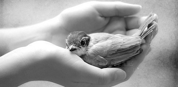 Kind hands gently holding a small bird.