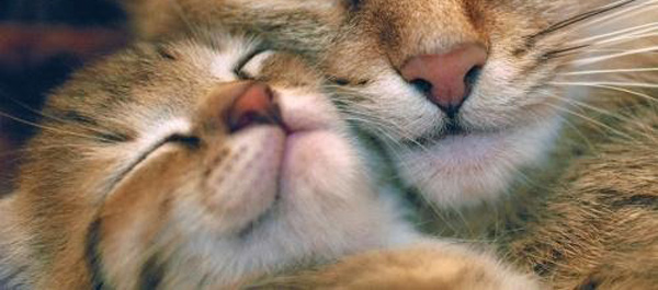 Happy mother and child kitties.